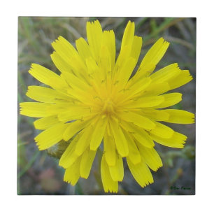 F16 Gelbe Wildblumen-Königsteufel Fliese