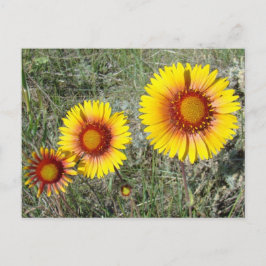F17 Gelbe Wildblumen Gaillardia Postkarte