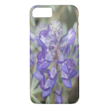 F18 Lila Wildblume Jährliche Lupine