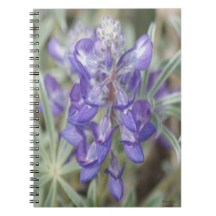 F18 Lila Wildblumen Einjährige Lupine Notizblock