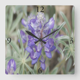 F18 Lila Wildblumen Einjährige Lupine Quadratische Wanduhr