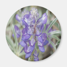 F18 Lila Wildblumen Jährliche Lupine