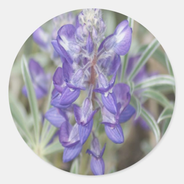 F18 Lila Wildblumen Jährliche Lupine Runder Aufkleber (Vorderseite)
