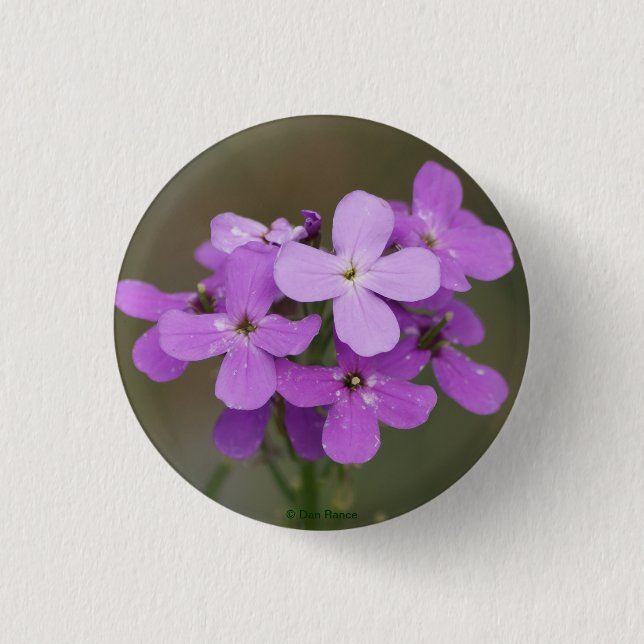 F19 Lila Wildblumen Dames Rocket Button (Vorderseite)