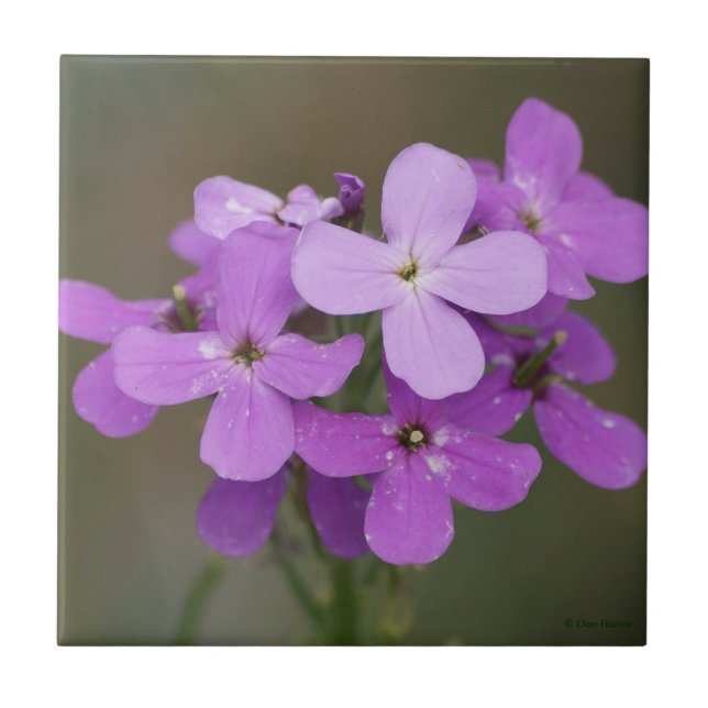 F19 Lila Wildblumen Dames Rocket Fliese (Vorderseite)