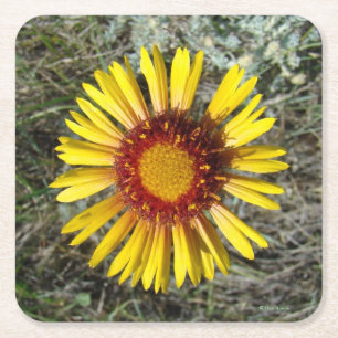 F1 Gelbe Wildblume (Gaillardia aristata) Rechteckiger Pappuntersetzer