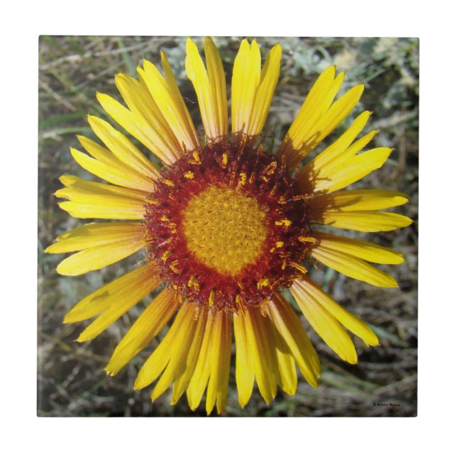 F1 Gelbe Wildblume Gaillardia Fliese (Vorderseite)