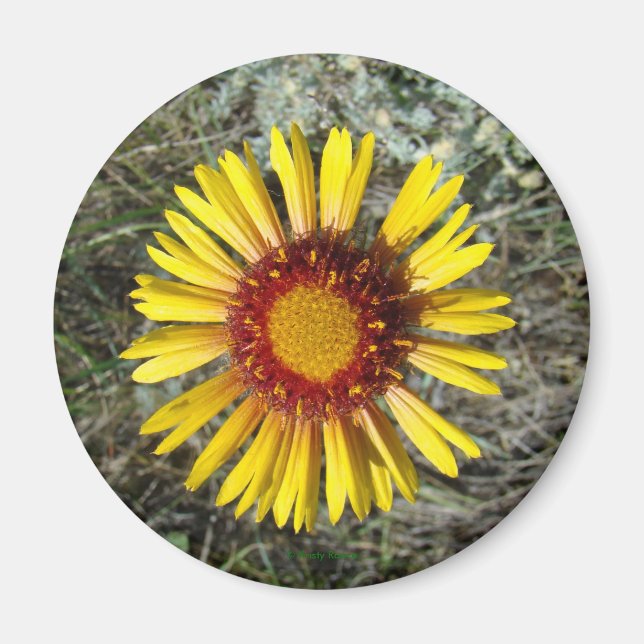 F1 Gelbe Wildblume Gaillardia Magnet (Vorne)