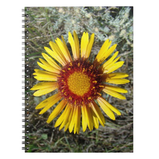 F1 Gelbe Wildblume Gaillardia Notizblock (Vorderseite)