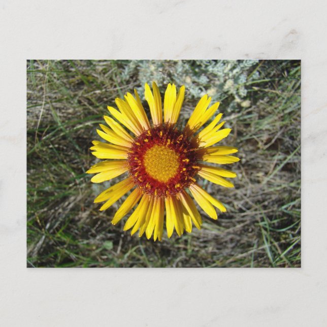 F1 Gelbe Wildblume Gaillardia Postkarte (Vorderseite)