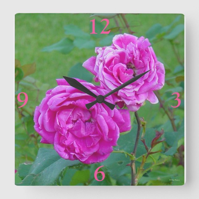 F20 Gartengarten-Rose Quadratische Wanduhr (Vorderseite)