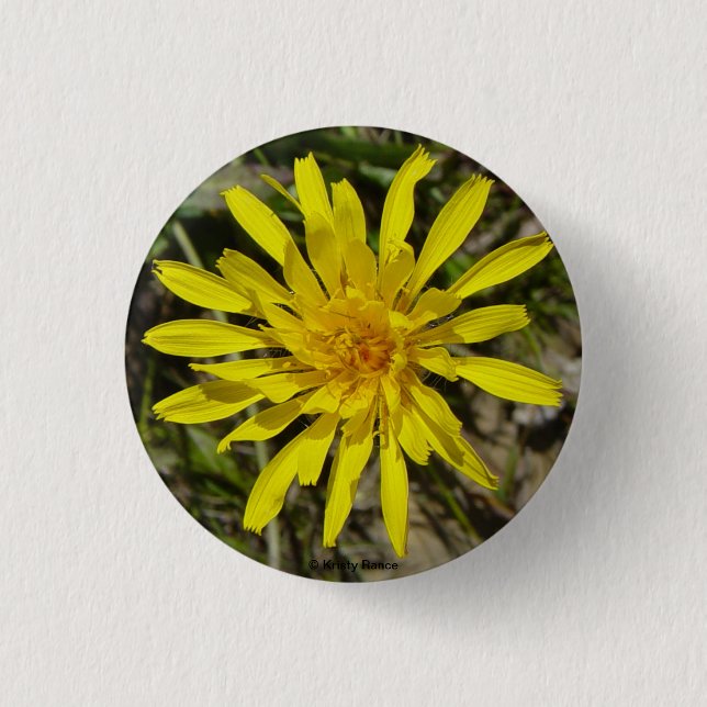 F21 Gelbe Wildblume Schmalblättriger Falkenbart Button (Vorderseite)