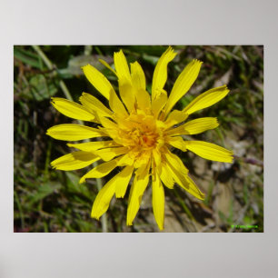 F21 Gelbe Wildblume Schmalblättriges Pippau Poster
