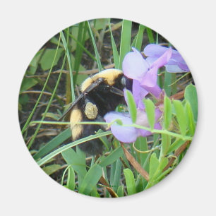 F2 Biene auf lila Wildblume Magnet