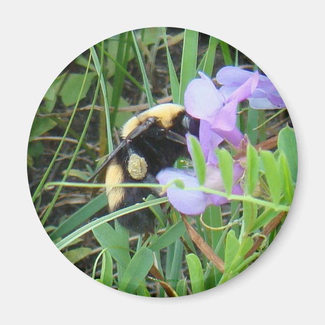 F2 Biene auf Lila Wildblume Magnet (Vorne)