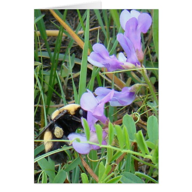 F2 Biene auf Lila Wildblumen (Vorne)