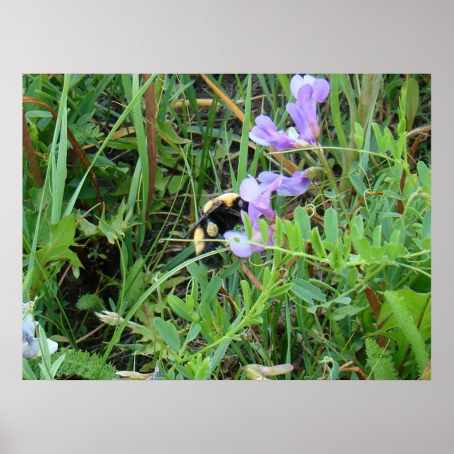 F2 Biene auf Lila Wildblumen Poster (Vorne)