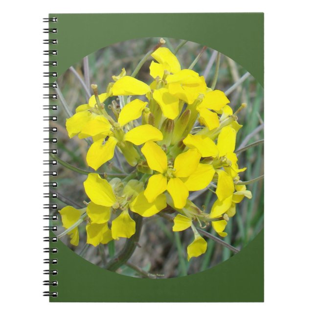 F33w Gelbe Wildblumen Notizblock (Vorderseite)