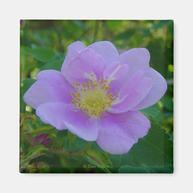 F37 Wilde Rose Magnet (Vorne)