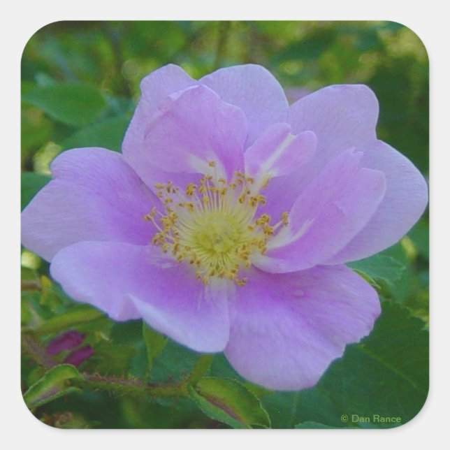 F37 Wilde Rose Quadratischer Aufkleber (Vorderseite)