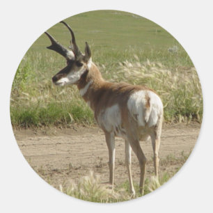 F39 Pronghorn Antelope Buck Runder Aufkleber