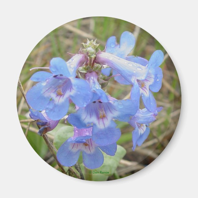 F3 Blaue Wildblumen schlanker Blauzungenkraut Magnet (Vorne)
