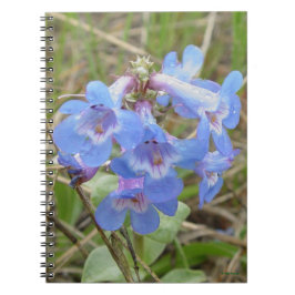 F3 Blaue Wildblumen schlanker Blauzungenkraut Notizblock