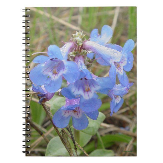 F3 Blaue Wildblumen schlanker Blauzungenkraut Notizblock (Vorderseite)