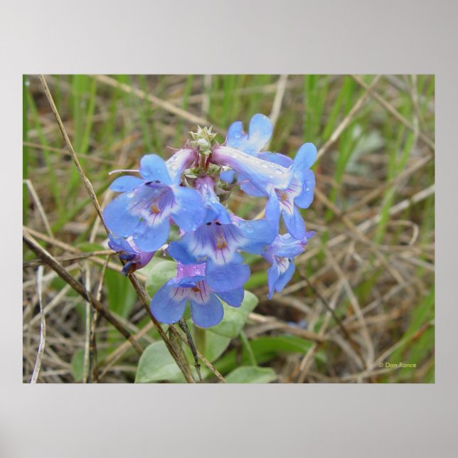 F3 Blaue Wildblumen schlanker Blauzungenkraut Poster (Vorne)