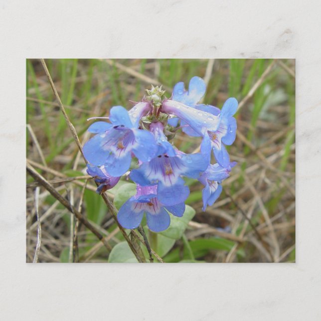 F3 Blaue Wildblumen schlanker Blauzungenkraut Postkarte (Vorderseite)