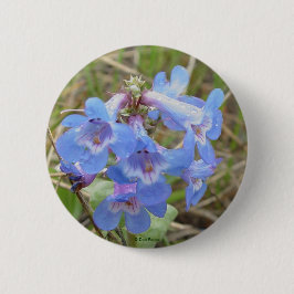 F3 blaue Wildblumen schlankes blaues Beardtongue Button