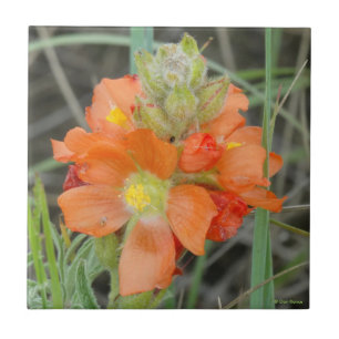 F40 Orange Wildblumen Scharlach-Mallow Fliese