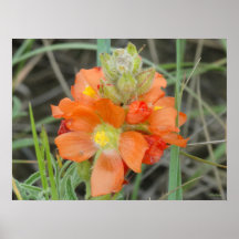 F40 Orange Wildblumen Scharlach-Malve