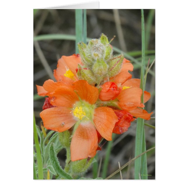 F40 Orangefarbene Wildblumen (Vorne)