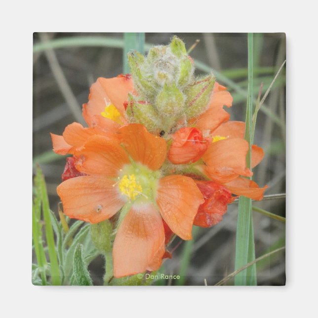 F40 Orangefarbene Wildblumen Magnet (Vorne)