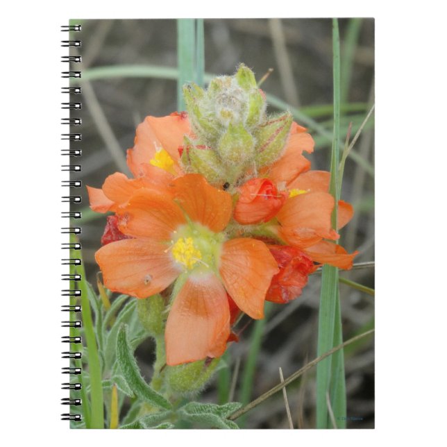 F40 Orangefarbene Wildblumen Notizblock (Vorderseite)