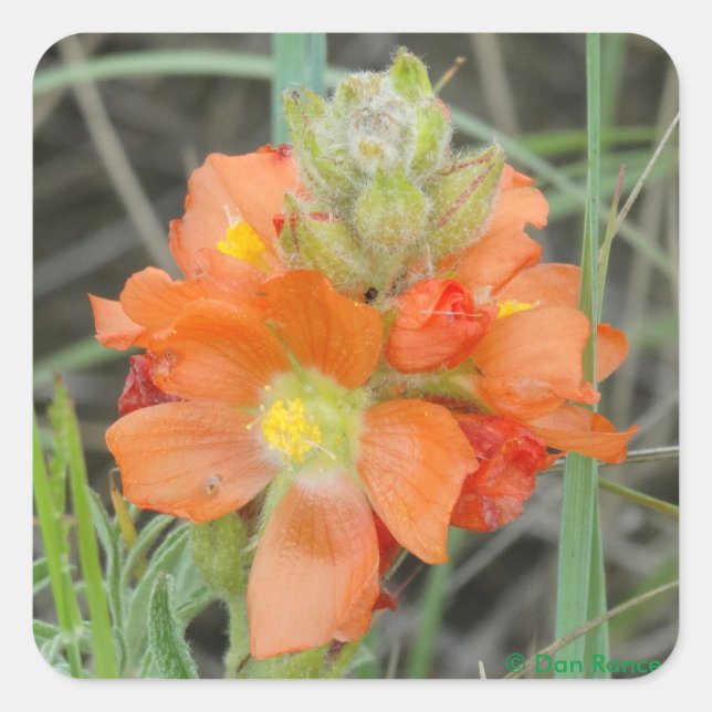 F40 Orangefarbene Wildblumen Quadratischer Aufkleber (Vorderseite)