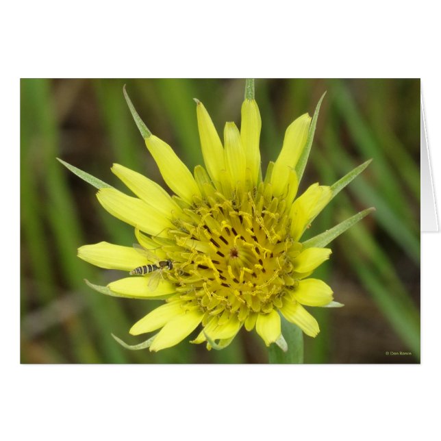F41 Gelbe Wildblume Ziegenbart (Vorderseite (Horizontal))