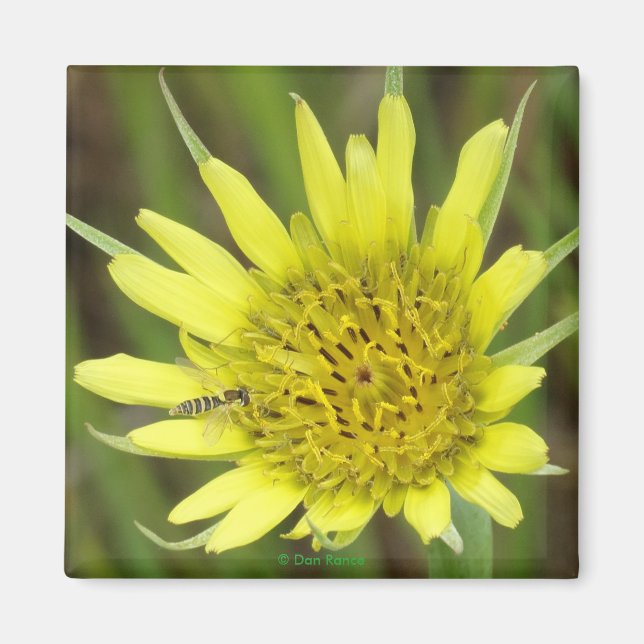 F41 Gelbe Wildblume Ziegenbart Magnet (Vorne)