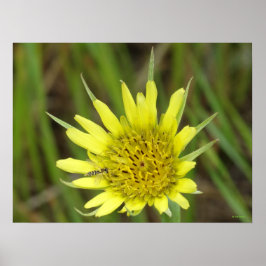 F41 Gelbe Wildblume Ziegenbart Poster