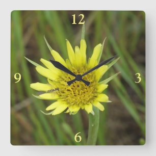 F41 Gelbe Wilde Wiesenbart Quadratische Wanduhr