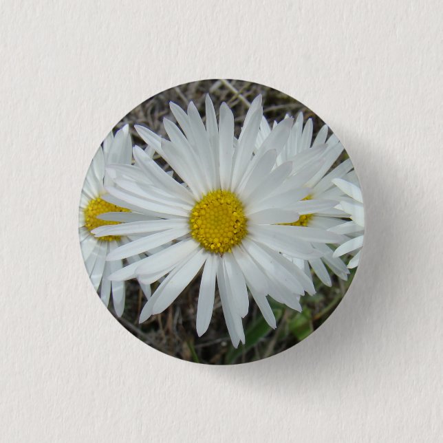 F42 Weiße Wildblumen Glatter Aster Button (Vorderseite)