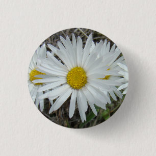F42 Weiße Wildblumen Glatter Aster Button