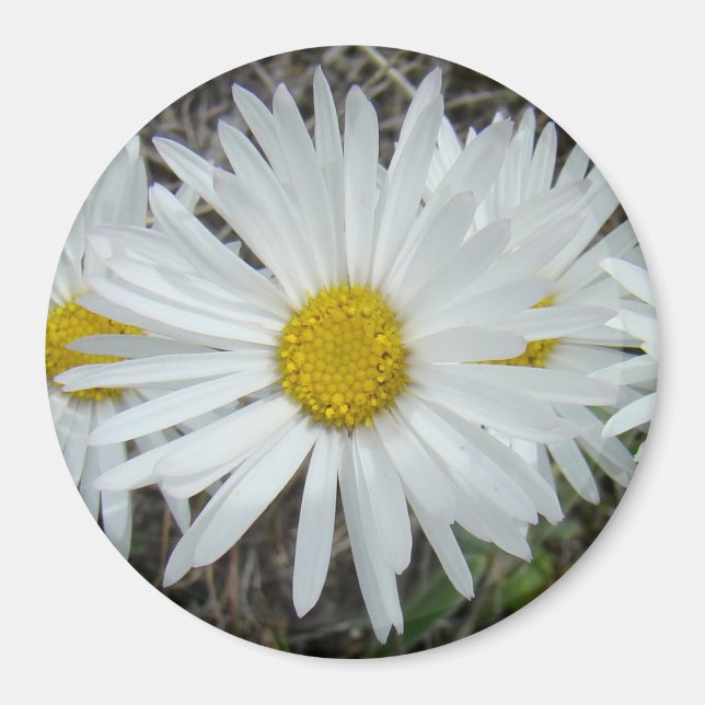 F42 Weiße Wildblumen glatter Aster Magnet (Vorne)