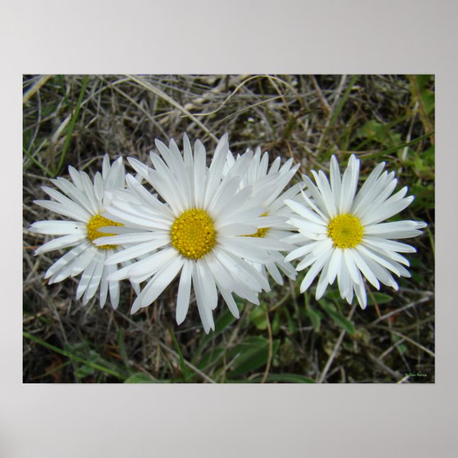 F42 Weiße Wildblumen glatter Aster Poster (Vorne)