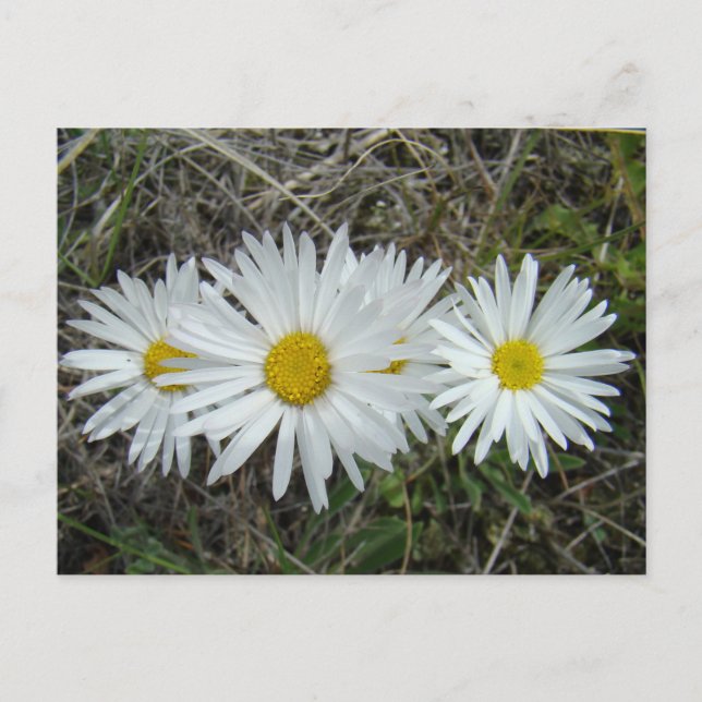 F42 Weiße Wildblumen glatter Aster Postkarte (Vorderseite)