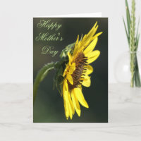 F43 Gelbe Wildblume Black-eyed Susan