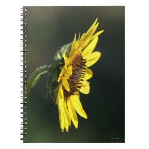 F43 Gelbe Wildblume Schwarz-mit Augen Susan Notizblock