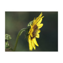 F43 Gelbe Wildblume Schwarz-mit Augen Susan