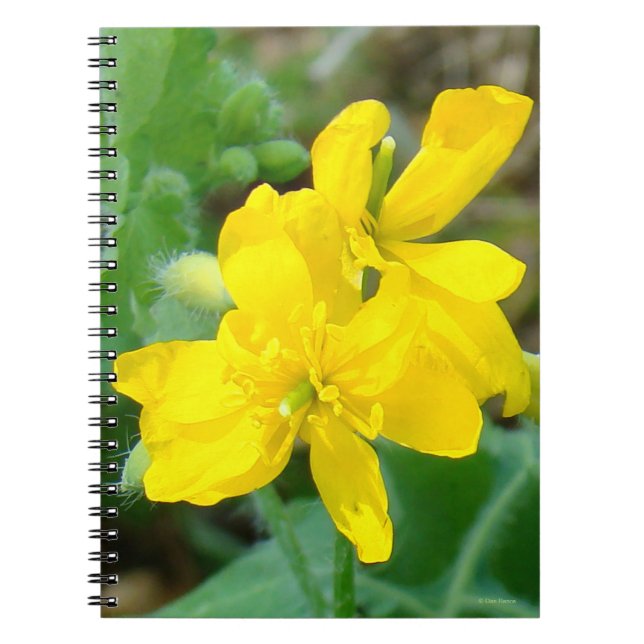 F44 Gelbe Wildblume WildSenf Notizblock (Vorderseite)